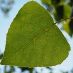 포플리즘의 본질과 특징 살펴보기