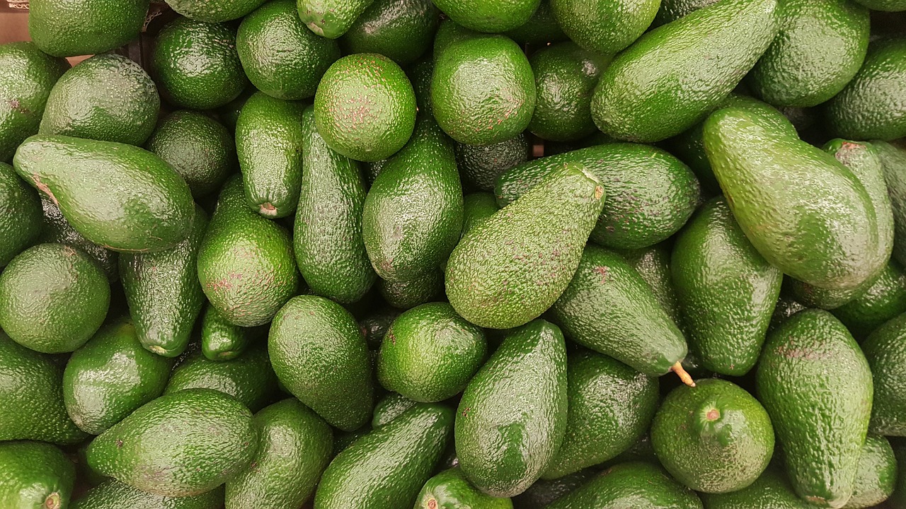 치아보험사